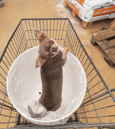 18 Dogs on a Shopping Spree: Watch Their Playful Retail Therapy Moments