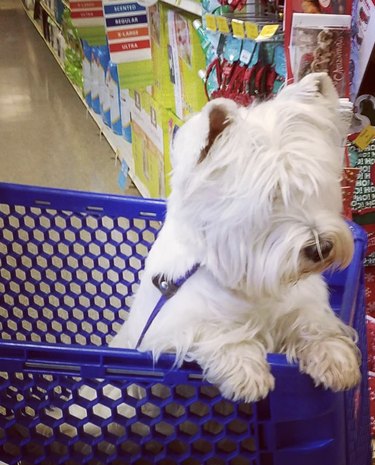 18 Dogs on a Shopping Spree: Watch Their Playful Retail Therapy Moments