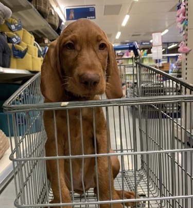 18 Dogs on a Shopping Spree: Watch Their Playful Retail Therapy Moments