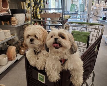 18 Dogs on a Shopping Spree: Watch Their Playful Retail Therapy Moments