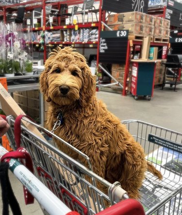 18 Dogs on a Shopping Spree: Watch Their Playful Retail Therapy Moments