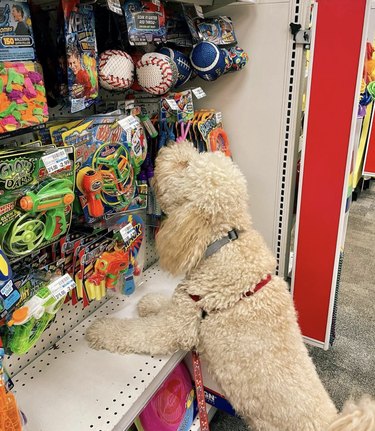 18 Dogs on a Shopping Spree: Watch Their Playful Retail Therapy Moments