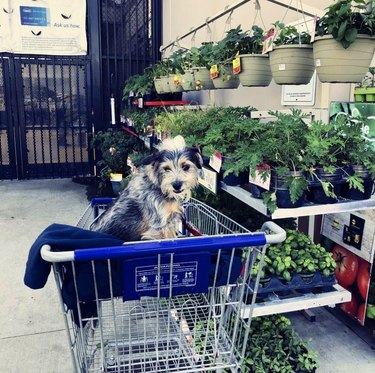 18 Dogs on a Shopping Spree: Watch Their Playful Retail Therapy Moments