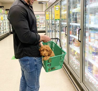 18 Dogs on a Shopping Spree: Watch Their Playful Retail Therapy Moments