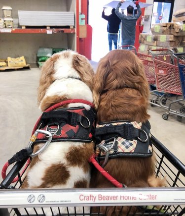 18 Dogs on a Shopping Spree: Watch Their Playful Retail Therapy Moments