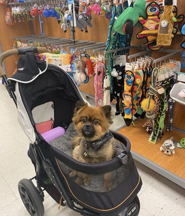 18 Dogs on a Shopping Spree: Watch Their Playful Retail Therapy Moments