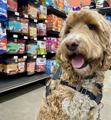 18 Dogs on a Shopping Spree: Watch Their Playful Retail Therapy Moments