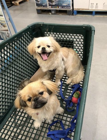 18 Dogs on a Shopping Spree: Watch Their Playful Retail Therapy Moments