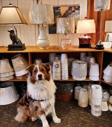 18 Dogs on a Shopping Spree: Watch Their Playful Retail Therapy Moments