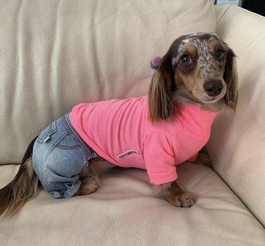 23 Stylish Dogs Rocking Denim: A Fashionable Guide