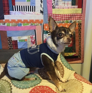 23 Stylish Dogs Rocking Denim: A Fashionable Guide