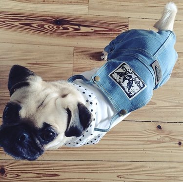 23 Stylish Dogs Rocking Denim: A Fashionable Guide