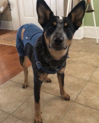 23 Stylish Dogs Rocking Denim: A Fashionable Guide