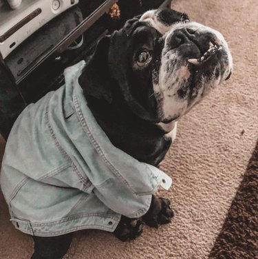 23 Stylish Dogs Rocking Denim: A Fashionable Guide