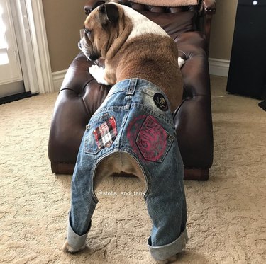 23 Stylish Dogs Rocking Denim: A Fashionable Guide