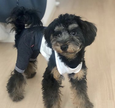 23 Stylish Dogs Rocking Denim: A Fashionable Guide