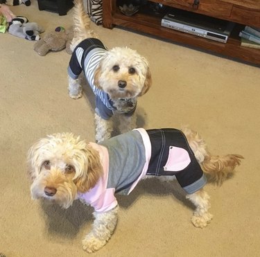 23 Stylish Dogs Rocking Denim: A Fashionable Guide