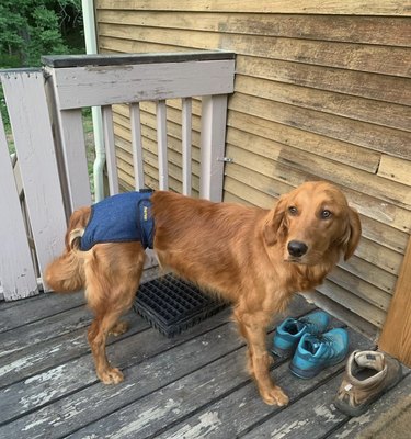 23 Stylish Dogs Rocking Denim: A Fashionable Guide