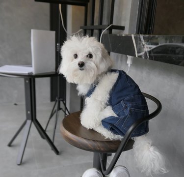 23 Stylish Dogs Rocking Denim: A Fashionable Guide
