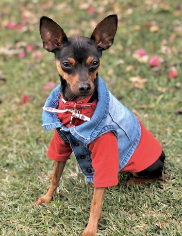 23 Stylish Dogs Rocking Denim: A Fashionable Guide