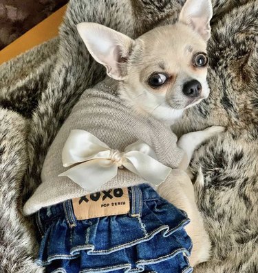 23 Stylish Dogs Rocking Denim: A Fashionable Guide