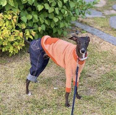 23 Stylish Dogs Rocking Denim: A Fashionable Guide