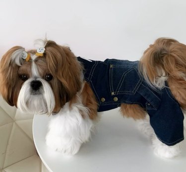 23 Stylish Dogs Rocking Denim: A Fashionable Guide