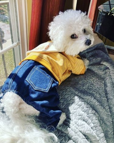 23 Stylish Dogs Rocking Denim: A Fashionable Guide