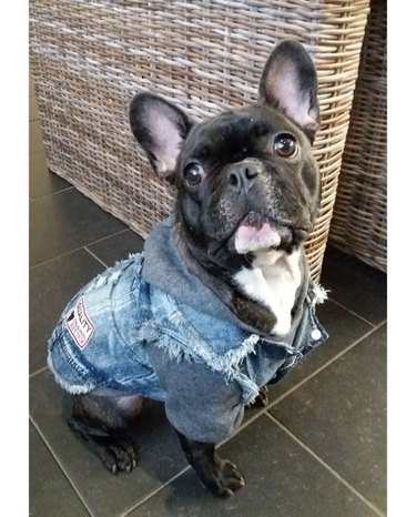 23 Stylish Dogs Rocking Denim: A Fashionable Guide