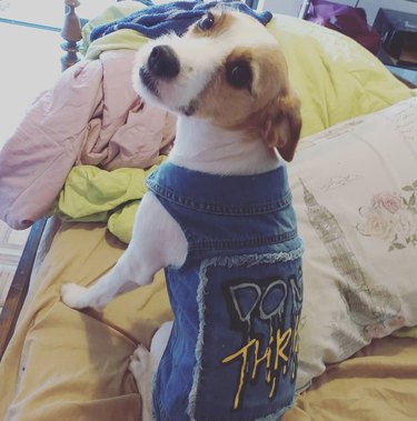 23 Stylish Dogs Rocking Denim: A Fashionable Guide