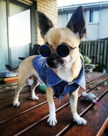23 Stylish Dogs Rocking Denim: A Fashionable Guide