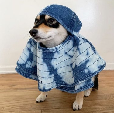 23 Stylish Dogs Rocking Denim: A Fashionable Guide