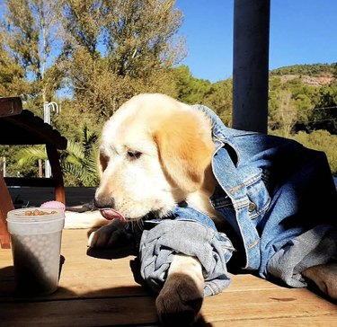23 Stylish Dogs Rocking Denim: A Fashionable Guide