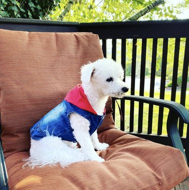 23 Stylish Dogs Rocking Denim: A Fashionable Guide