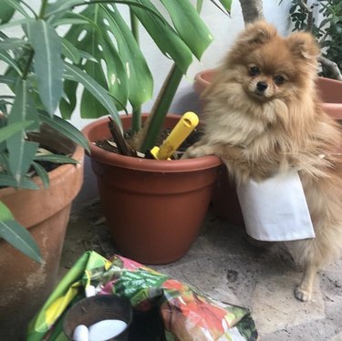 21 Canine Gardeners Who Outshine Your Green Thumb