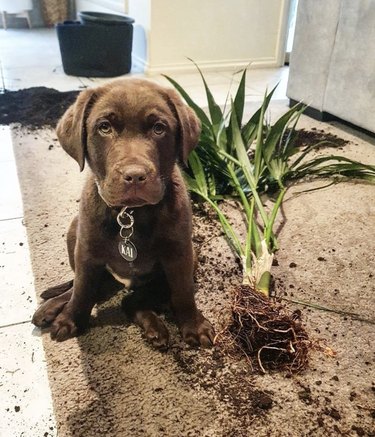 21 Canine Gardeners Who Outshine Your Green Thumb