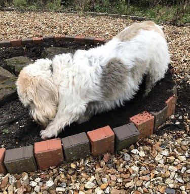 21 Canine Gardeners Who Outshine Your Green Thumb