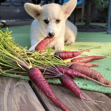 21 Canine Gardeners Who Outshine Your Green Thumb