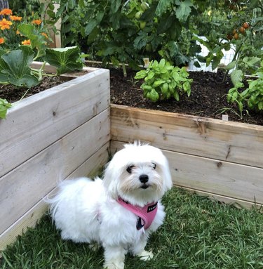 21 Canine Gardeners Who Outshine Your Green Thumb