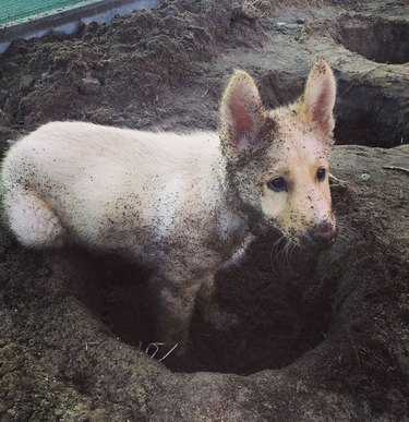 21 Canine Gardeners Who Outshine Your Green Thumb