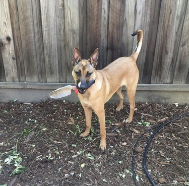 21 Canine Gardeners Who Outshine Your Green Thumb