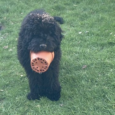21 Canine Gardeners Who Outshine Your Green Thumb