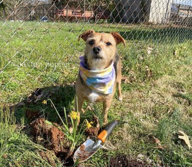 21 Canine Gardeners Who Outshine Your Green Thumb