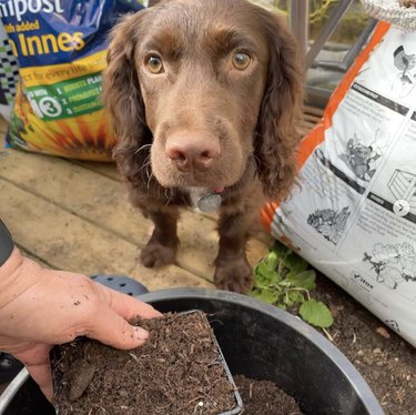 21 Canine Gardeners Who Outshine Your Green Thumb