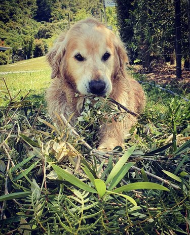 21 Canine Gardeners Who Outshine Your Green Thumb