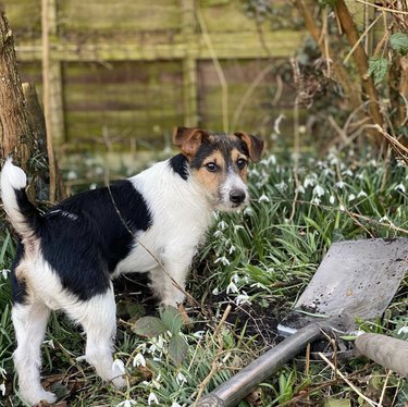21 Canine Gardeners Who Outshine Your Green Thumb