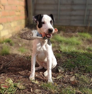 21 Canine Gardeners Who Outshine Your Green Thumb