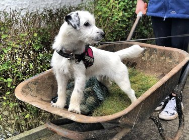 21 Canine Gardeners Who Outshine Your Green Thumb
