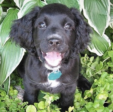 21 Canine Gardeners Who Outshine Your Green Thumb