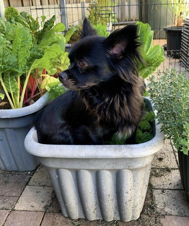 21 Canine Gardeners Who Outshine Your Green Thumb